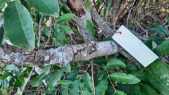 Hymenaea stigonocarpa