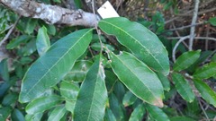 Hymenaea stigonocarpa