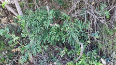 Hymenaea stigonocarpa