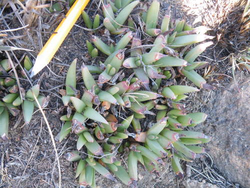 Image of Khadia acutipetala by (c) Antoinette Eyssell Knox, some rights reserved (CC BY-SA)