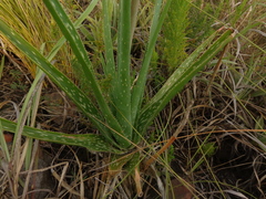 Aloe micracantha