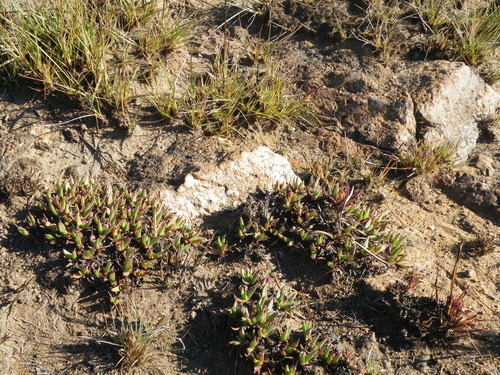Image of Khadia acutipetala by (c) Antoinette Eyssell Knox, some rights reserved (CC BY-SA)