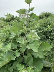 Arctium lappa