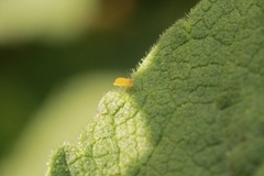 Deuterosminthurus pallipes