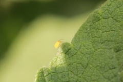 Deuterosminthurus pallipes