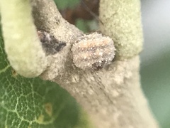 Allokermes cueroensis