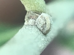 Allokermes cueroensis