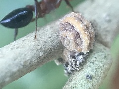 Allokermes cueroensis