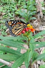 Danaus plexippus