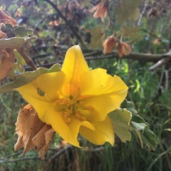Fremontodendron