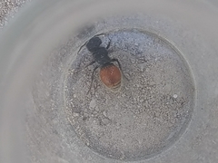 Pseudomethoca brazoria