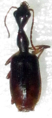 Eucolliuris