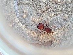 Pseudomethoca contumax