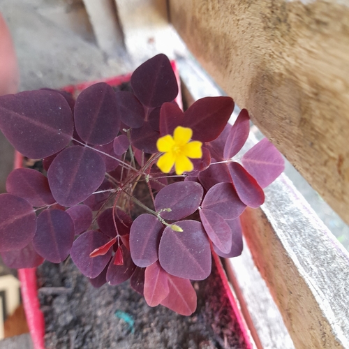 Foto de Azedinha-vermelha