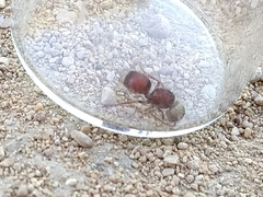 Pseudomethoca contumax