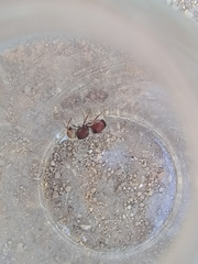 Pseudomethoca contumax