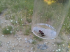 Pseudomethoca contumax