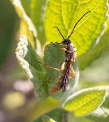 Necydalis cavipennis