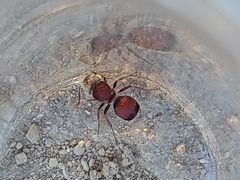 Pseudomethoca contumax