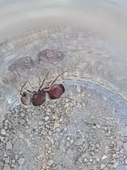 Pseudomethoca contumax