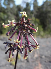 Kadua centranthoides