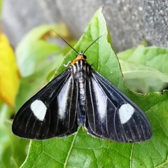 Dioptinae