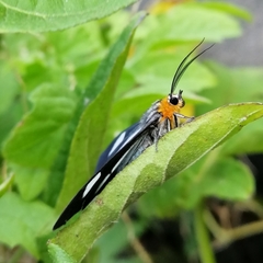 Dioptinae