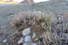 Mesembryanthemum tomentosum