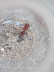 Dasymutilla scaevola