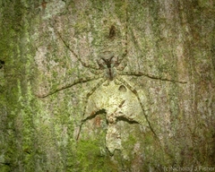 Tamopsis tweedensis