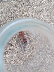 Dasymutilla scaevola