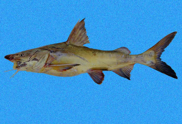 Notarius