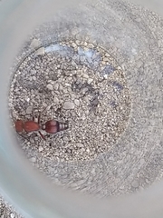 Dasymutilla scaevola