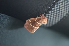 Paradirphia rudloffi