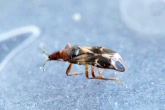 Anthocoris minki
