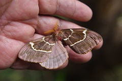 Paradirphia rudloffi