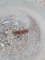 Dasymutilla scaevola