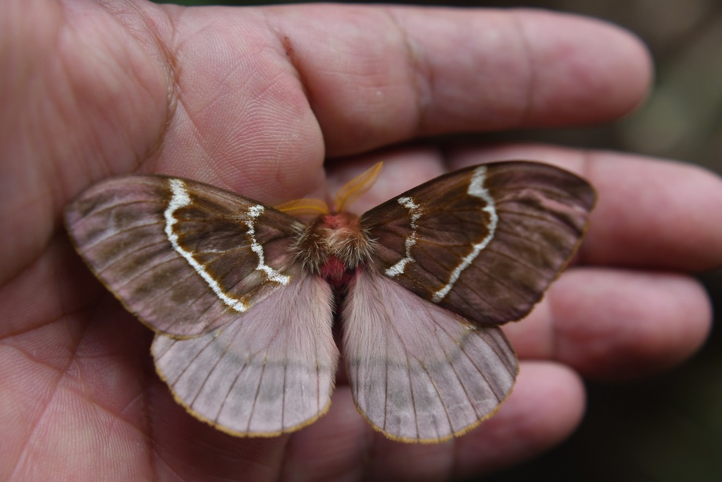 Paradirphia rudloffi