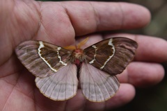 Paradirphia rudloffi