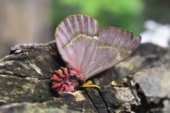 Paradirphia rudloffi