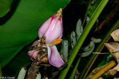 Musa campestris