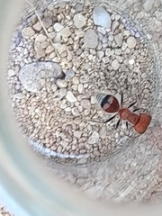 Myrmilloides grandiceps