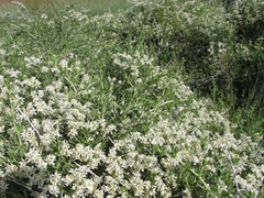 Nitraria sibirica
