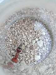 Myrmilloides grandiceps