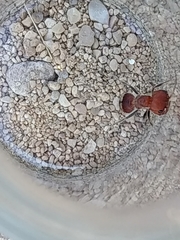 Myrmilloides grandiceps