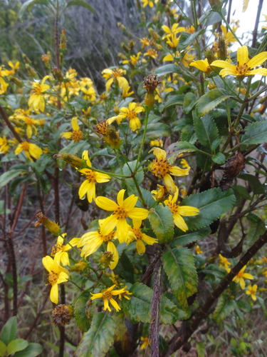 Bidens hawaiensis observed 2013-12-29