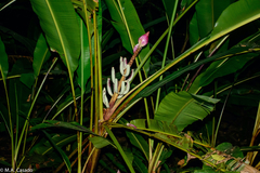 Musa campestris