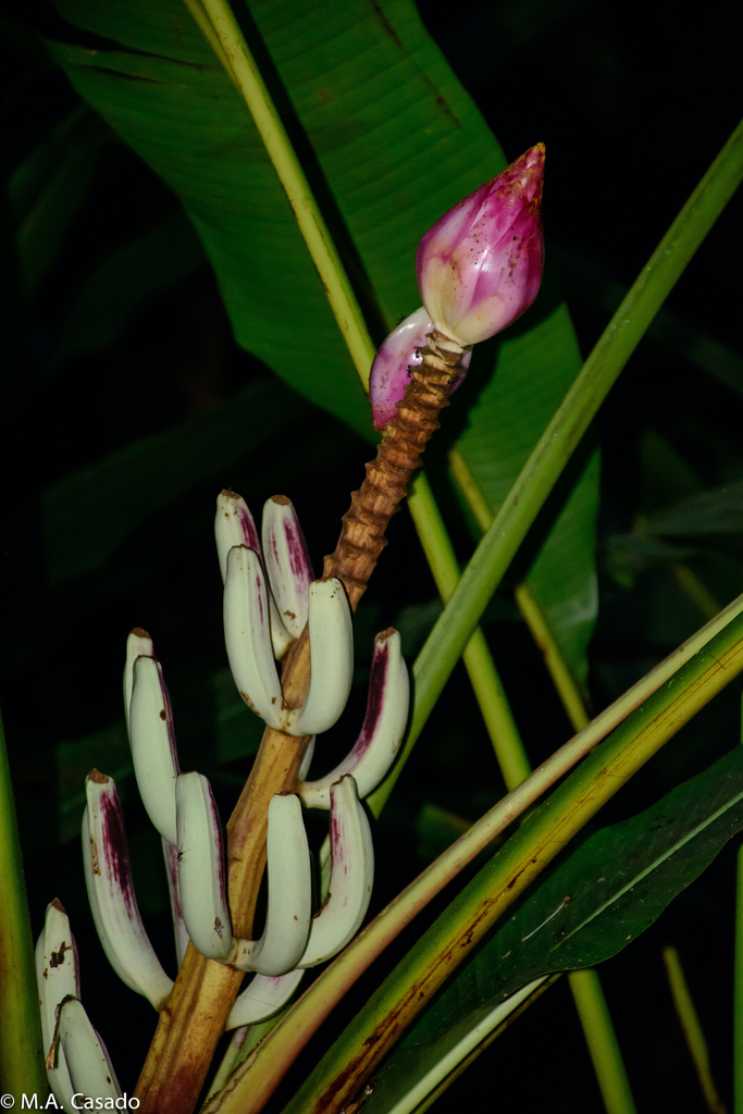 Musa campestris