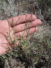Limonium suffruticosum