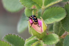 Cryptocephalus castaneus